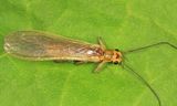 Perlesta nelsoni