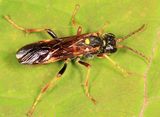 Tenthredo fernaldii