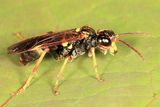 Tenthredo fernaldii