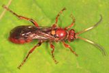Spilichneumon sp.