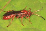 Spilichneumon sp.