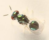 Derostenus freemani