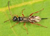 Mastrus sp.