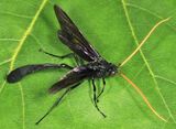 Thyreodon atricolor