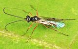 Atractodes sp.