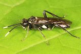 Macrophya trisyllaba