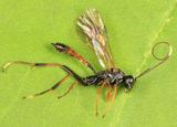 Euryproctus sp.