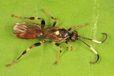 Cratichneumon vinnulus