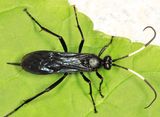 Megaplectes monticola blakei