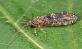 Rhyacophila formosa (male)