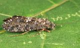 Rhyacophila formosa (female)