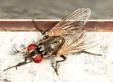 House Fly - Musca domestica