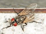 House Fly - Musca domestica