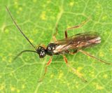 Sulcarius sp.