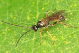 Sulcarius sp.