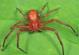 Xysticus funestus (male)