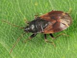 Drymus unus