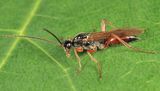 Proctotrupes gravidator (male)