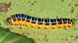 Macremphytus tarsatus