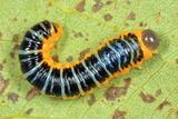 Macremphytus tarsatus