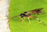 Polyblastus tibialis
