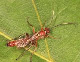 Rubicundiella mucronata
