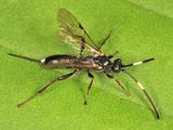 Giraudia sp.