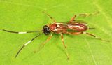 Ischnus cinctipes