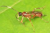 Ischnus cinctipes