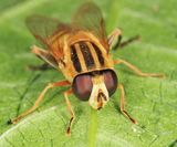 Helophilus latifrons