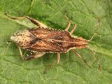 Harmostes fraterculus