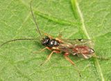 Phygadeuon sp.