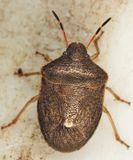 Holcostethus limbolarius
