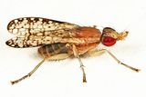 Trypetoptera canadensis