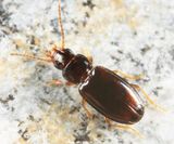 Elaphropus parvulus
