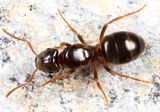 Lasius aphidicola