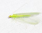 Chrysoperla rufilabris