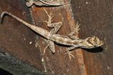 Ghost Anole - Anolis lemurinus