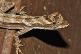 Ghost Anole - Anolis lemurinus