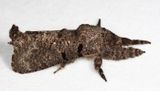 Cossidae - Givira nudaria