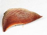 Zanclodes falculalis
