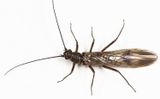 Strophopteryx fasciata