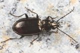 Bembidion carolinense