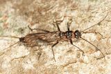Allocapnia minima