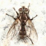 Cyrtophleba nitida