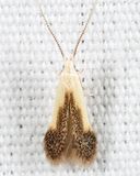 Coleophora sp.