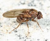 Drosophila colorata