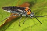 Dolerus unicolor (female)