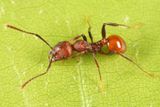 Aphaenogaster tennesseensis