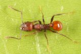 Aphaenogaster tennesseensis